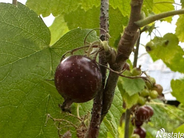 Коттедж/дом мкр Электрон-1, 41,  д. 41